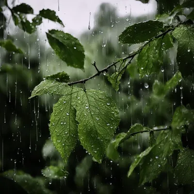 Летний дождь - душевые программы RAINZ