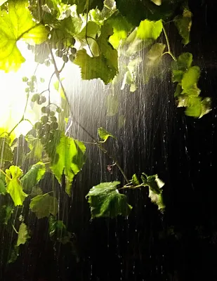 Картина «Летний дождь» Картон, Масло 2022 г.