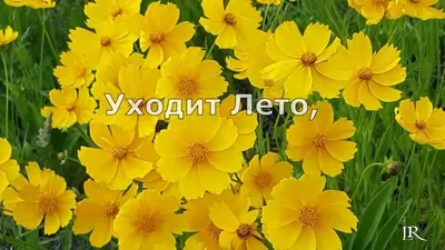 Последний день лета - Праздники сегодня | Wine humor, Animals, Botanical