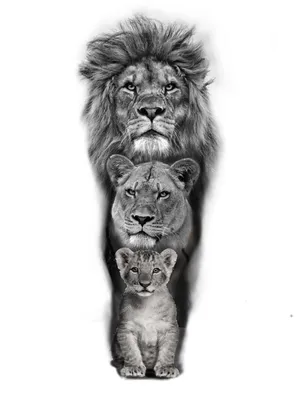 Фотообои \"Пара льва и львицы\" - Арт. 180333 | Купить в интернет-магазине  Уютная стена