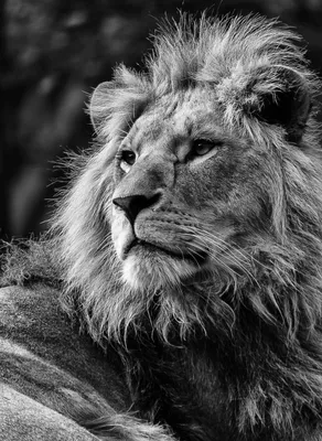 Черно-белые львы | ФОТО НОВОСТИ