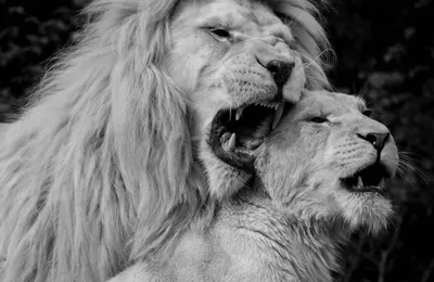 Картина на холсте для интерьера Львы, черно белый арт, лев и львица любовь  (1) 40х60 - купить по низкой цене в интернет-магазине OZON (955466533)