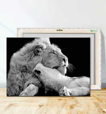 Обои львы, черно-белые на рабочий стол (36 обоев)