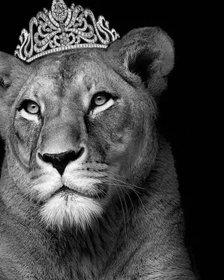 Лев и львица обои на телефон - 57 фото