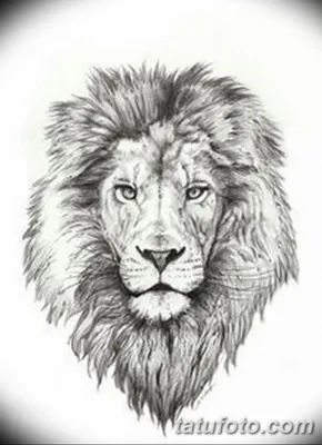 Лев и львица черно-белые 100х150 Раскраска картина по номерам на холсте  Z-NA20-100x150 купить в Москве и СПб