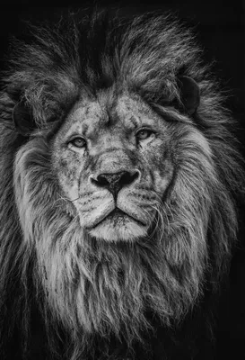 Фотообои Черно-белый портрет льва артикул Anm-074 купить в Екатеринбурге |  интернет-магазин ArtFresco