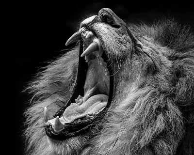 Lion Tiger Черно-белый, свирепый лев, белый, млекопитающее, лицо png |  Klipartz