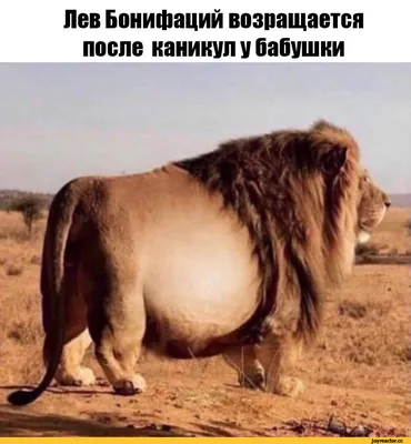Приколы - Продаю льва,веган😂😂😂не капризный | Facebook