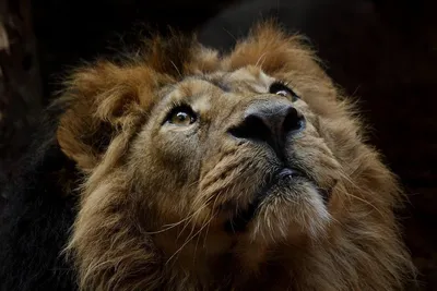 Король лев. Весёлые деньки в саванне: купить книгу в Алматы |  Интернет-магазин Meloman