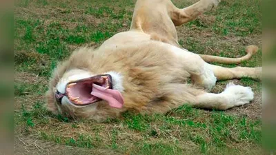 Предложение по охоте на Льва в Калахари, ЮАР и другие интересные  возможности. ⋆ Vel TravelVel Travel