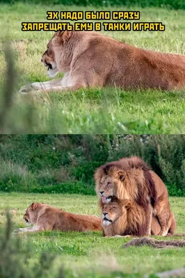 Hd обои льва целующего детеныш льва обои, смешное фото реального животного,  смешной, животное фон картинки и Фото для бесплатной загрузки
