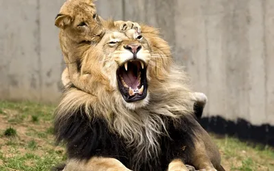 смешной лев - YouTube | Животные, Лев, Смешно