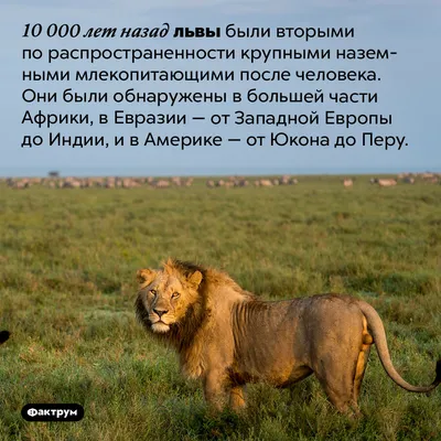 Крутые обои лев - 65 фото