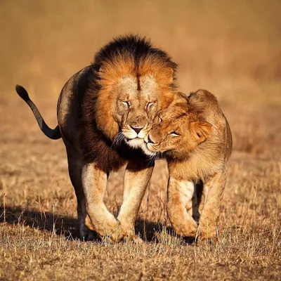 Фото лев Детеныши Смешные Хвост животное