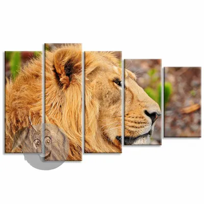 Обои Лев, саванна, милые животные, Lion, savanna, cute animals, Животные  #4507