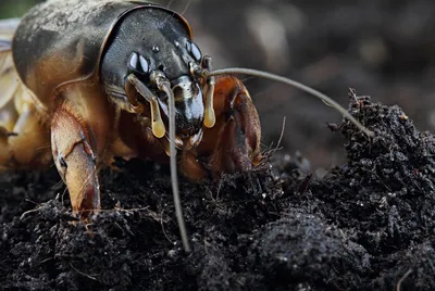 Как избавится от майского жука, проволочника и медведки