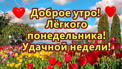 Желаем хорошего понедельника и удачного начала новой недели — мотивационные  советы и картинки для хорошего настроения