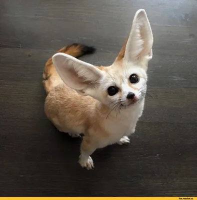 What does the fennec fox do in the house - YouTube