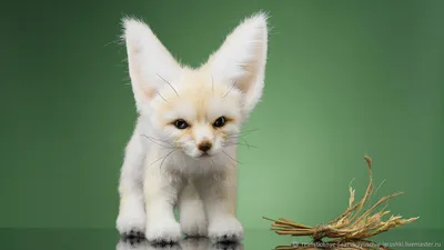 Животное фенек – ушастая лисичка. Фото лисы фенек и описание
