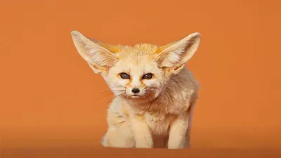 Лисица Фенек | Fox species, Funny animals, Animals wild