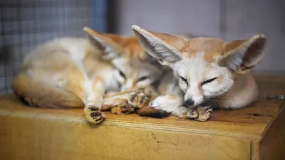 Домашнее животное лиса с большими ушами - 75 фото
