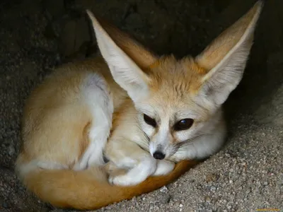 Маленькая fennec fox лиса фенек …» — создано в Шедевруме