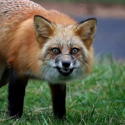 Агрессивная лиса напугала подростков в парке Шымкента — Новости Шымкента