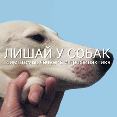 Лишай у собак картинки фотографии