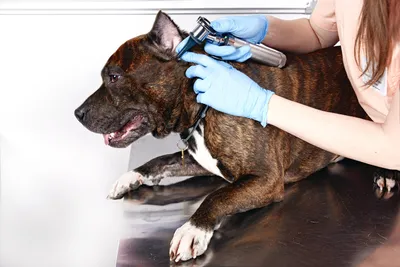 Стригущий лишай у собаки фото признаки и лечение - Как выглядит лишай у  собак (мокнущий, розовый, отрубевидный)
