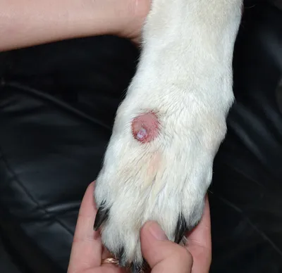 Лечение мокнущей экземы у собаки: причины, диагностика, недорогие препараты  в ветклинике Живаго