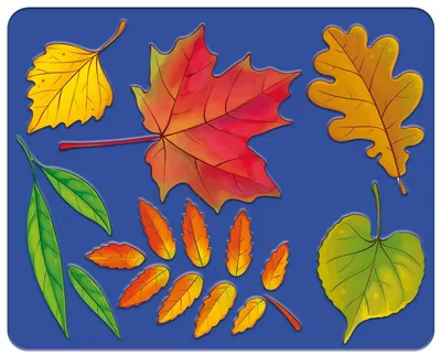 Листья деревьев | Листья, Природоведение, Биология