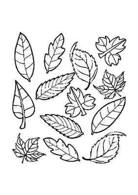 Иллюстрация 7 из 126 для Мой гербарий. Листья деревьев - Анна Васильева |  Лабиринт - книги. Источник: Лабиринт
