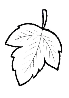 Иллюстрация 6 из 126 для Мой гербарий. Листья деревьев - Анна Васильева |  Лабиринт - книги. Источник: Лабиринт