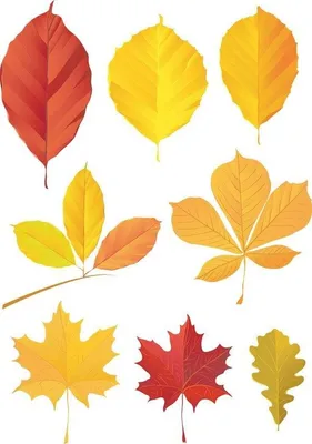 Картинки осенние листья с названиями деревьев (61 фото) » Картинки и  статусы про окружающий мир вокруг