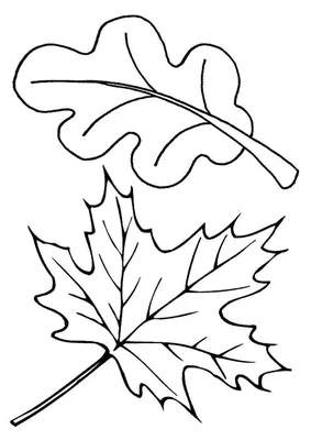 Листья Деревьев — стоковая векторная графика и другие изображения на тему  Лист - Лист, Осина, Ольха - iStock