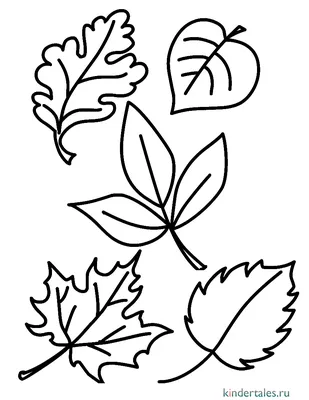 Листья деревьев картинки с названиями для детей