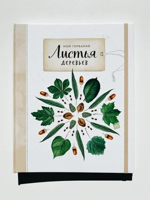 Иллюстрация 13 из 126 для Мой гербарий. Листья деревьев - Анна Васильева |  Лабиринт - книги. Источник: Лабиринт