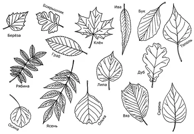 Векторный набор листьев дерева Векторное изображение ©cat_arch_angel  233617630