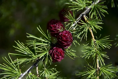 🌱 Семена Лиственница Сибирская Красавица, Семена, 50 шт. Цена от 350 руб.  В наборе качественные семена, инструкция и советы по проращиванию дерева  дома. Купить с доставкой и онлайн оплатой. - интернет-магазин Лесландия