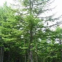 Лиственница - Хвойные растения - Декоративные деревья и кустарники -  GreenInfo.ru