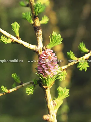 Лиственница европейская - купить саженцы с доставкой