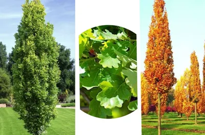 Выбираем лиственные декоративные деревья для небольшого участка | Блог  садового центра \"Апрель\" г.Саратов