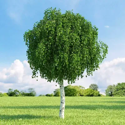 Деревья для небольших участков Колоновидные лиственные | Семена  декоративных растений для сада и дома | Дзен