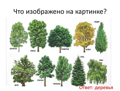 AUHAGEN 70939 — Лиственные деревья светло-зелёные (3 шт., ~150 мм),  1:87—1:120. Модели железных дорог