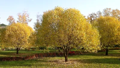 Обзор лиственных деревьев питомника «Арт-Ландшафт»