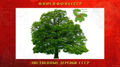 Лиственные деревья | Каталог растений | CАДиК
