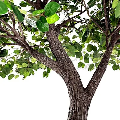 Лиственные деревья в 4 сезонах - весне, лете, осени, зиме Природа и  экологичность Зеленая иллюстрация вектора деревьев Иллюстрация вектора -  иллюстрации насчитывающей естественно, собрание: 149699926
