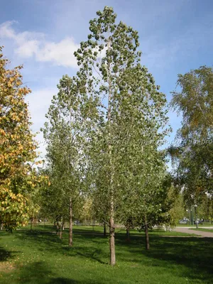 Лиственные деревья - 35 фото