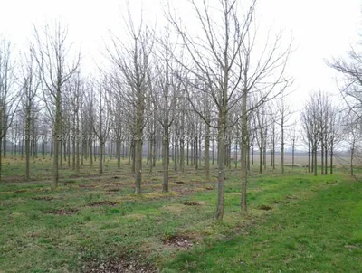 Обзор лиственных деревьев питомника «Арт-Ландшафт»