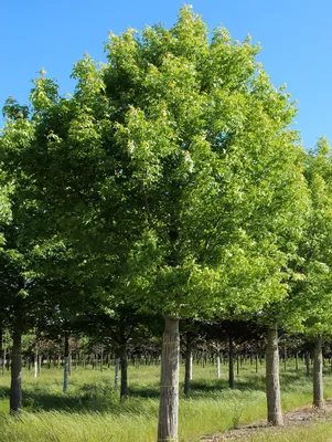 Лиственные деревья - купить в Тюмени в садовом центре \"Астра\", с доставкой  по России